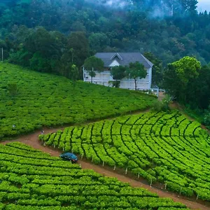 3* Resort Tea Harvester